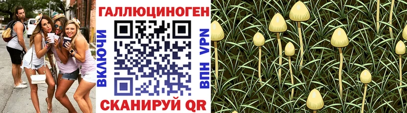 Галлюциногенные грибы Psilocybe  Купить где  Тутаев 